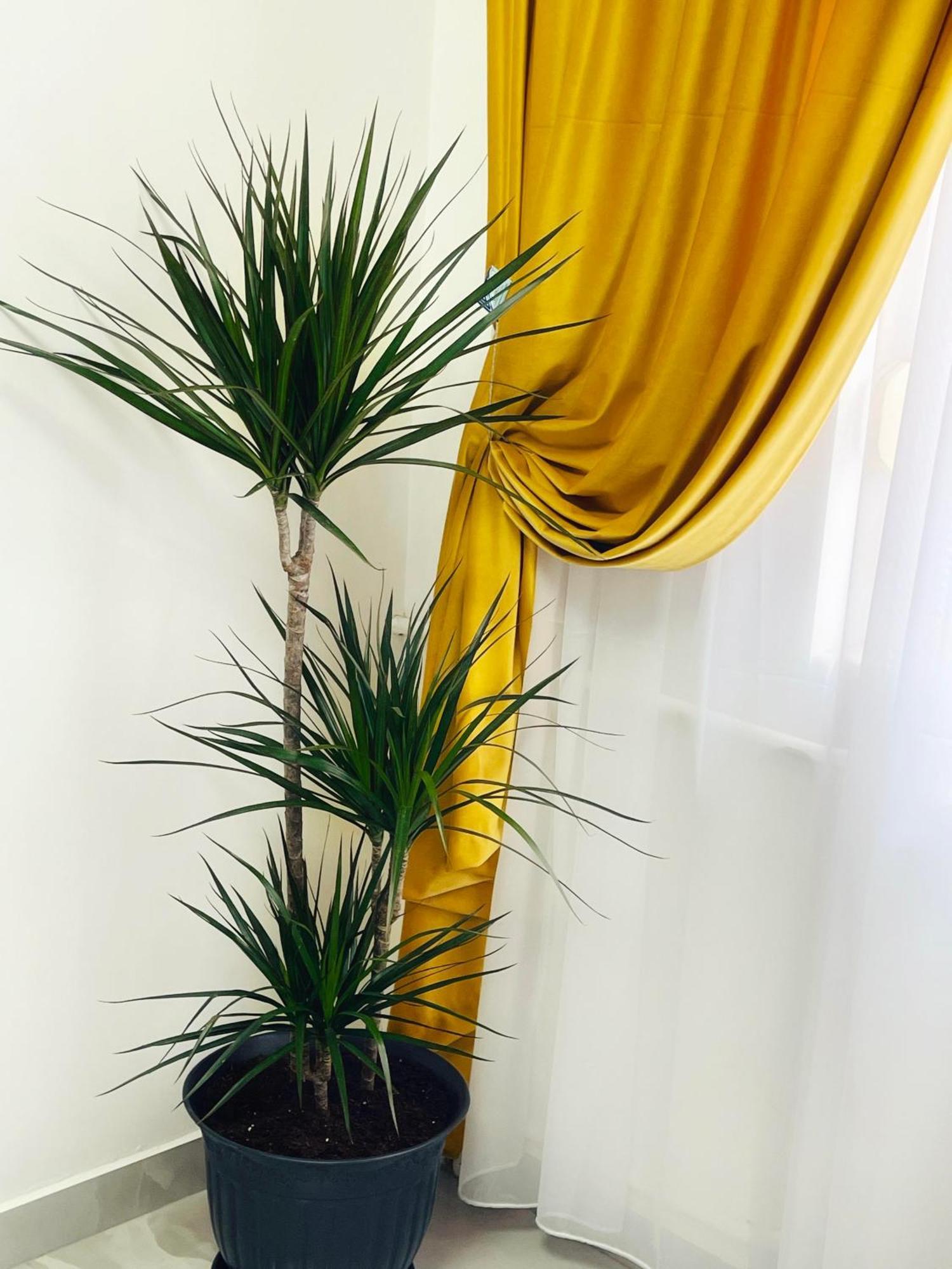 Apartament Premium Isabella Arad Kültér fotó